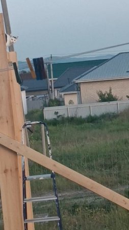 Матильда спешит на ужин