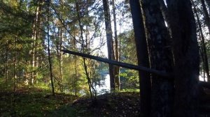 Охота на уток на таёжном озере! Добываю уток с подхода