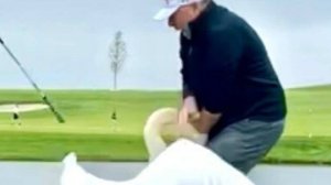 Трамп рассказал, что на Уиткоффа напал лебедь