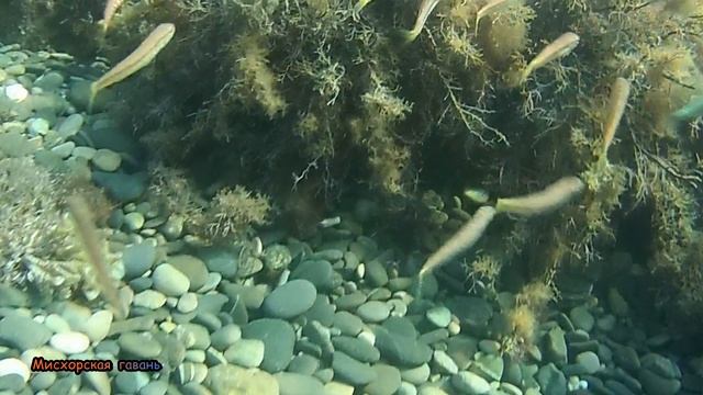 Черноморская барабуля султанка. Стаи подрастающих мальков у берегов Ялты Крым дайвинг 🍎 #searuss