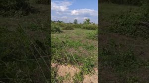 Царицыно-1
Участок 438