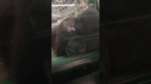 Орангутаны, гориллы в Московском Зоопарке + Бонусное в