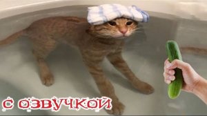 Приколы с котами! С ОЗВУЧКОЙ! Смешные коты и собаки! САМЫЕ СМЕШНЫЕ ЖИВОТНЫЕ! Угар!!