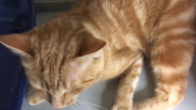 Крекер смотреть онлайн