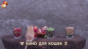 Видео для кошек про крысок развлекать питомцев 🐭🐀😂 (124)