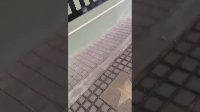 Галерея актёрской славы Леонида Куравлёва в Ярославле