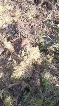 Удобрение и укрытие для брусники, клюквы, черники и голубики.