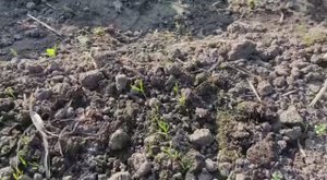 Ура! Морковка взошла на 7 день. Всегда теперь буду ее так замачивать. 25 мая 2025