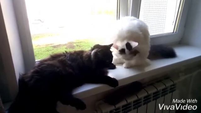 Прикольные кошки. Семья Маркиза_3 смотреть онлайн