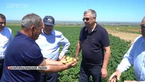 В Кумторкалинском районе скоро начнется уборка раннего картофеля