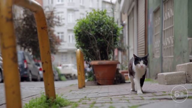 Город Кошек – тизер (в кино с 30 ноября) смотреть онлайн