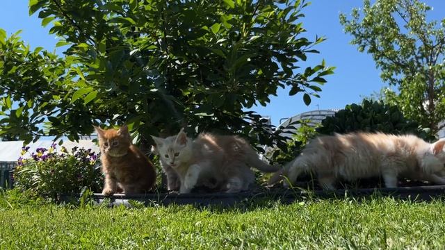 Котята Мейн-Кун