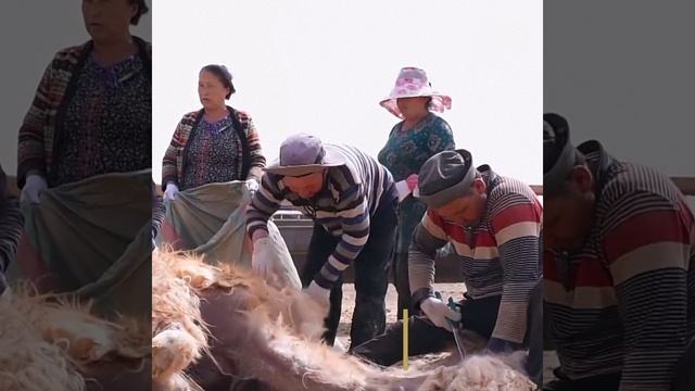 🐪«Шоу с переодеванием»: в Синьцзяне прошла массовая стрижка верблюдов