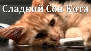 5 ЧАСОВ: Сладкий Сон Кота | Мурчание и Спокойная Музыка для Расслабления и Сна 😻🎶😴