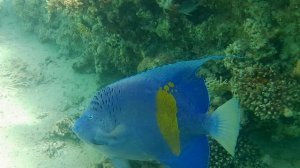 Аравийский ангел на малом рифе ШСБ 20.05.25