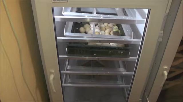 Вылупление цыплят в инкубаторе Блиц База