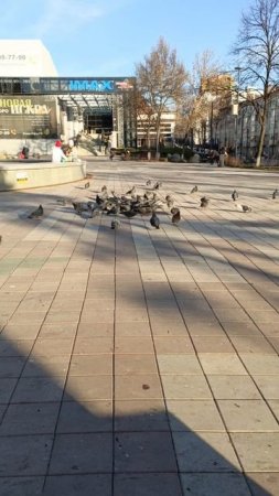 Голуби и творог