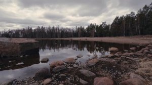 Финский залив и его обитатели