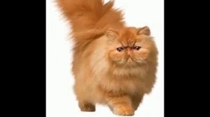 рыжий кот говорит эх блин