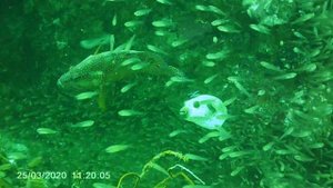 Thailand, Pufferfish and Cleaner Fish