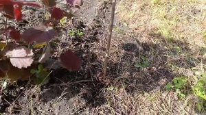 Фундук Трапезунд.Сорняк,коса и лопата - союзники садовода.Правильные усилия.25.05.25.