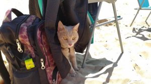 Cat resting on the beach / кот отдыхает на пляже 🐱🐱🐱