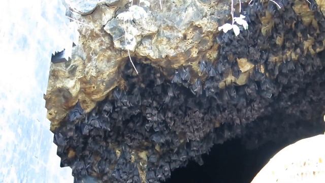 Goa Lawah Пещера летучих мышей  Гоа Лава BALI full HD 1080 смотреть онлайн