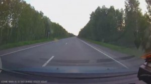 Птичка и лобовое стекло