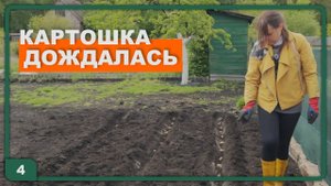 4. Сажаем картошку и огурцы