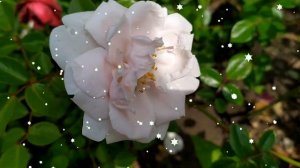 Далекий город 9 серия русская озвучка | Джихан влюбилс?