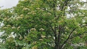 Похолодало🌫/ Посадили картошечку🥔