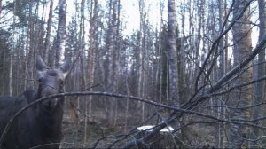 Молодой лось исследует новый солонец.