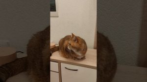 Тоша и колонка Алиса. Реакция на разные звуки. 😁🤣😻