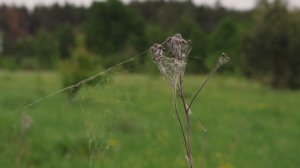 Canon R10.-Sigma 24-70...