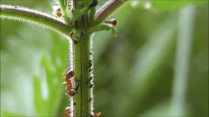 Муравьи как фермеры