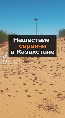 Нашествие саранчи в Казахстане