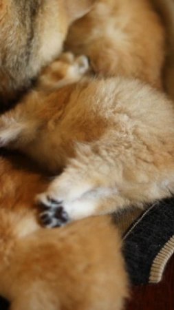 Сладкие пяточки 🐾🐾🐾