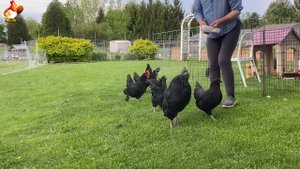 Идеальное птицеводство достойно восхищения 🐓🦆🦢🦚🦃🐔 эпизод (232)
