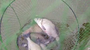 Сенеж. Июнь2024. Лещ#рыбалка#Сенеж#лещ#новаяоснастка#лет