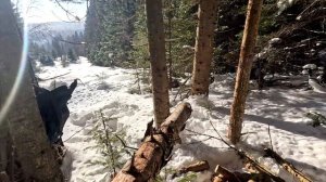 Пила аккумуляторная цепная без щеточная, IRON WARRIOR