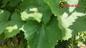 САМ РЕШАЙ СЫНОК ЧТО БУДЕТ В ОЗЕРЕ  - Аудио Рассказ