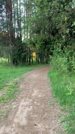 Walking through the beautiful village: заход солнца в лесу