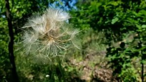 САМВЕЛ АДАМЯН ЗИНЕ ПРИСЛАЛИ ДЕНЬГИ. МАМА И НАДЯ ИХ ЗАБ?