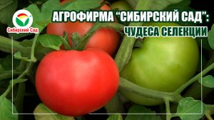 Агрофирма "Сибирский Сад": чудеса селекции