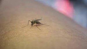 26 мая - Лукерья Комарница. Традиции и народные приметы