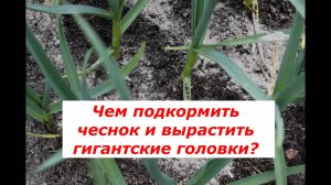 Чеснок: главные подкормки для отличного урожая. #овощи #советы #подкормки #чеснок