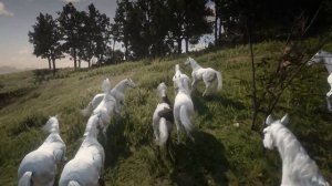 ТАБУН Белых Лошадей в Red Dead Redemption 2