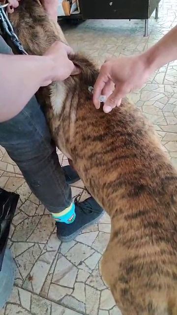 rutube.ru