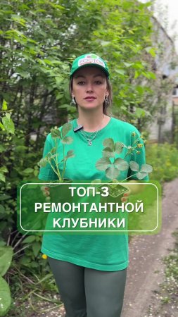 Топ-3 сорта крупноплодной ремонтантной клубники 🍓