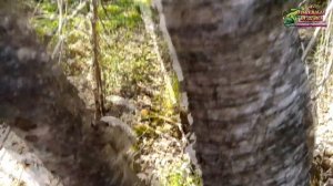 Секретные места майского леса, Сбор дикоросов, черемш?